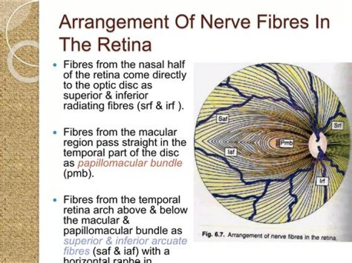 What are bundles of nerve fibers in the CNS called?