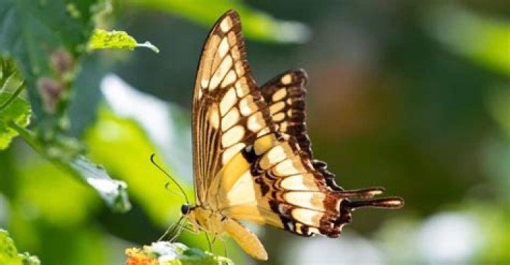 What are butterfly predators?