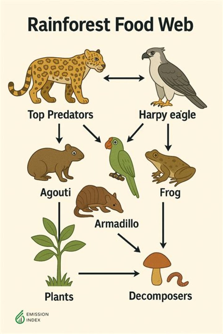What are consumers in the forest?