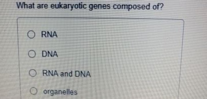 What are eukaryotic genes composed of?
