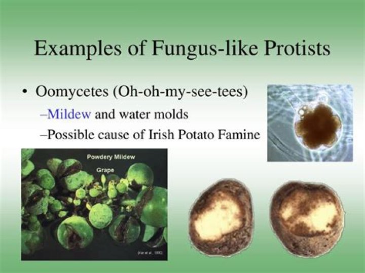 What are examples of fungus like protists?
