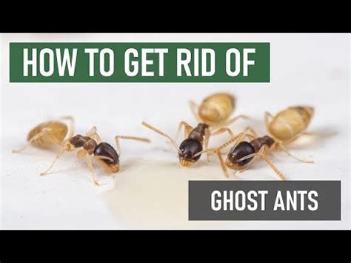 What are ghost ants attracted to?