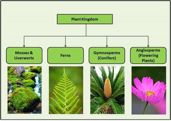 What are groups of plants?