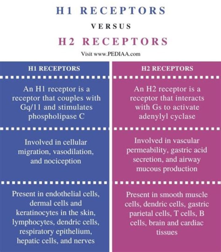 What are h1 and h2 receptors?