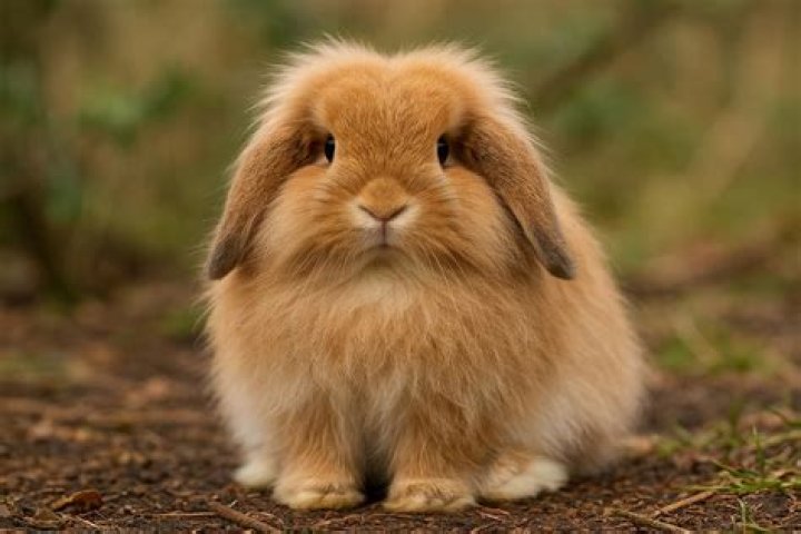 What are Holland Lop rabbits used for?