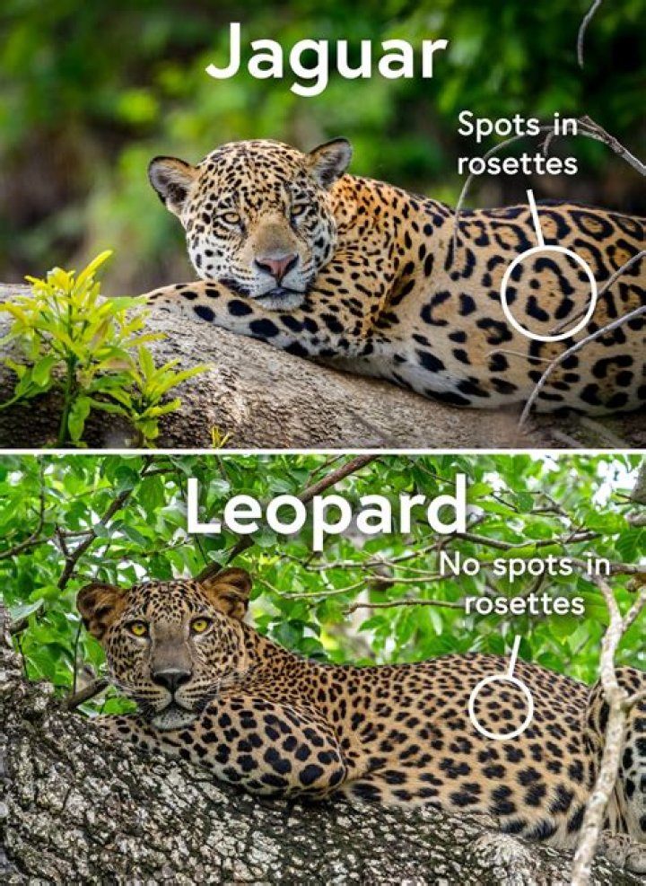What are leopard rosettes?