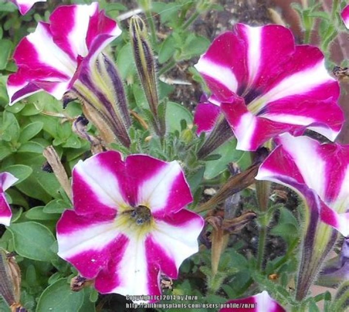 What are miniature petunias called?