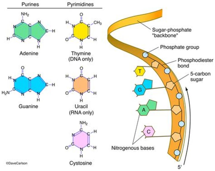 What are nucleic acid polymers called?