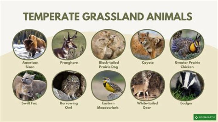 What are some endangered species in the temperate grasslands?