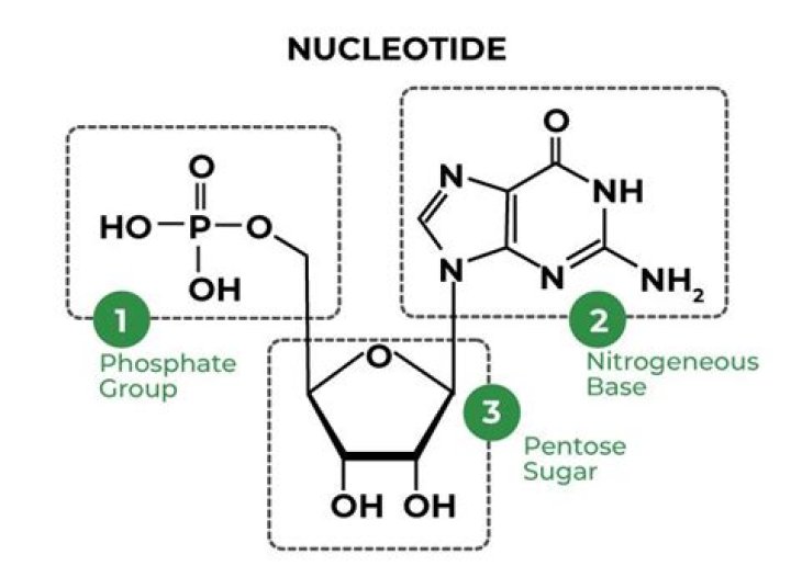 What are the 3 molecules that make up a nucleotide?