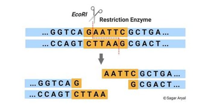 What are the applications of restriction enzymes?