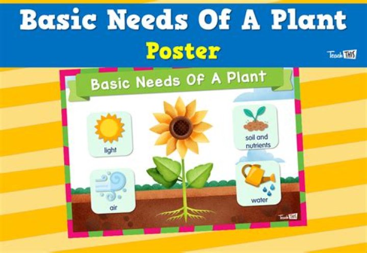 What are the basic needs of a plant?