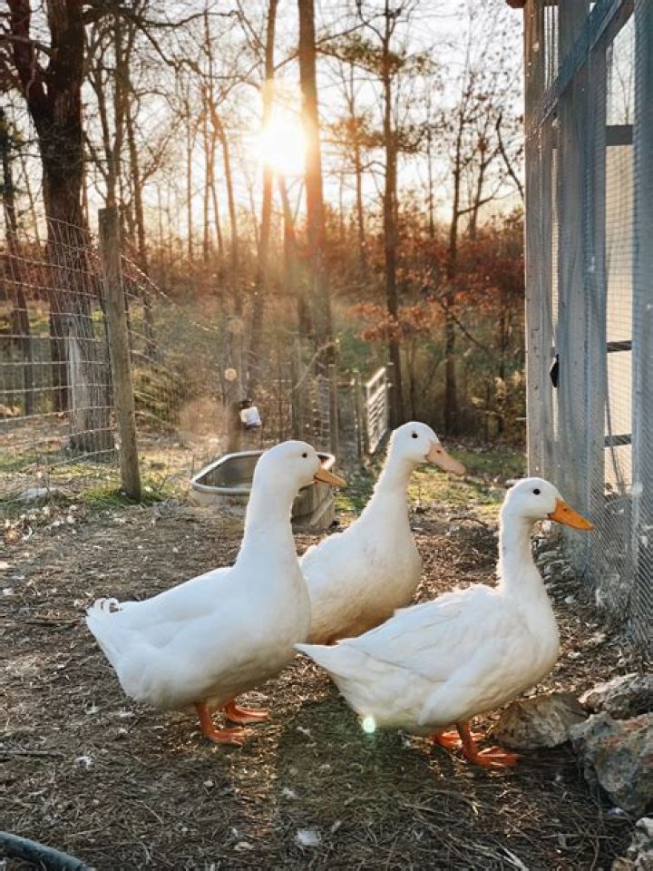 What are the best backyard ducks?