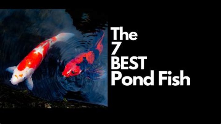 What are the best fish to stock in a pond?