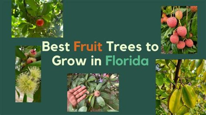 What are the best fruit trees for deer?