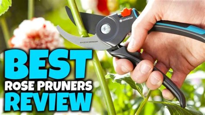 What are the best pruners for roses?