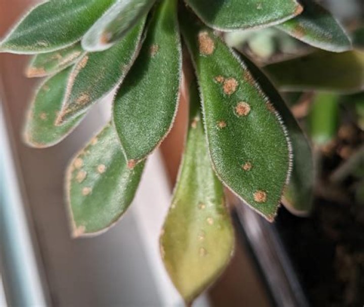 What are the brown spots on my succulents?