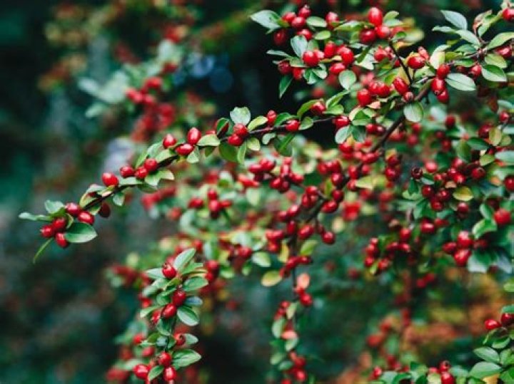 What are the Christmas berries called?