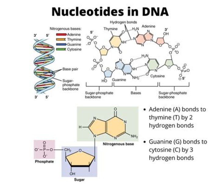What are the common parts of a nucleotide?