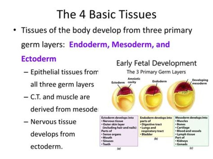 What are the derivatives of endoderm?