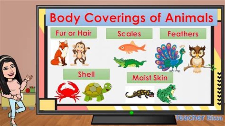 What are the different body coverings of animals?