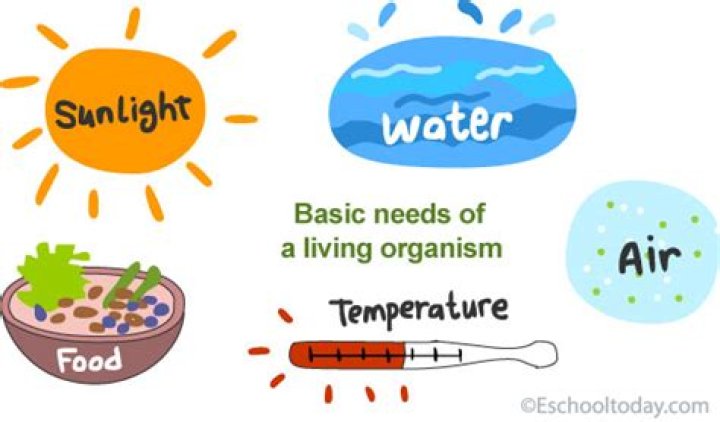 What are the five basic needs of an organism?