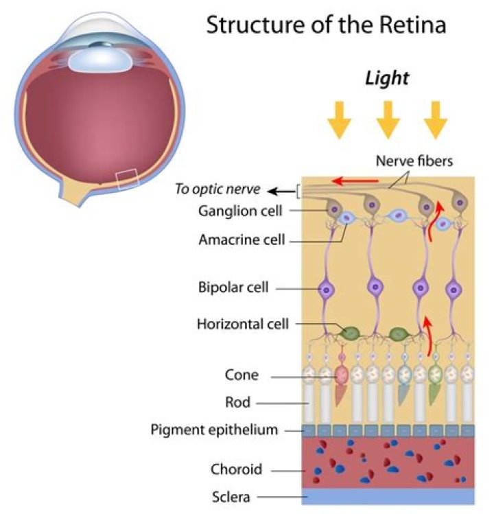 What are the layers of retina?