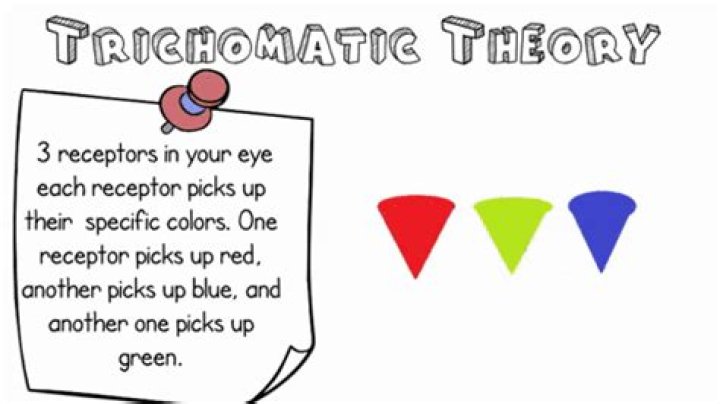 What are the main principles of trichromatic theory?