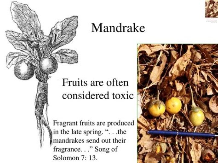 What are the mandrakes mentioned in the Bible?