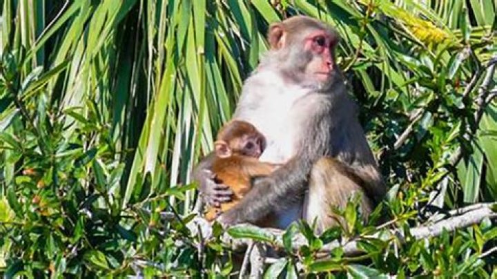 What are the monkeys names in Madagascar?