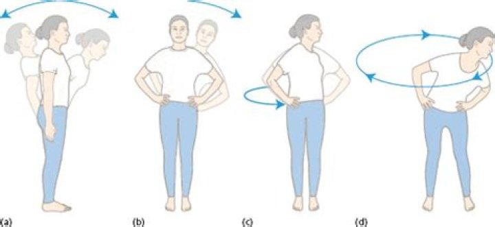What are the movements of the trunk?