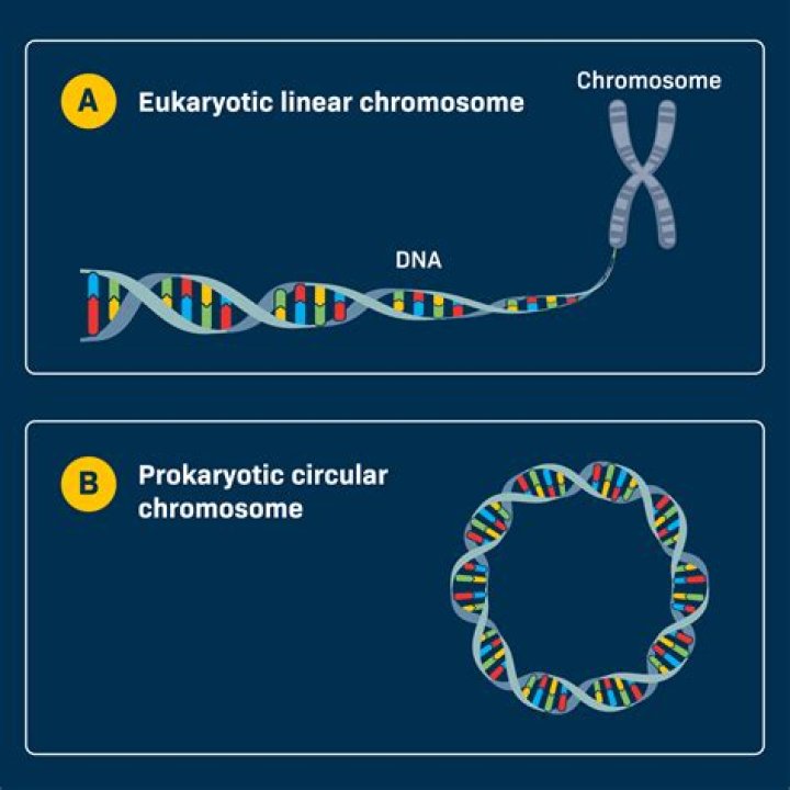 What are the primary components of an eukaryotic chromosome?