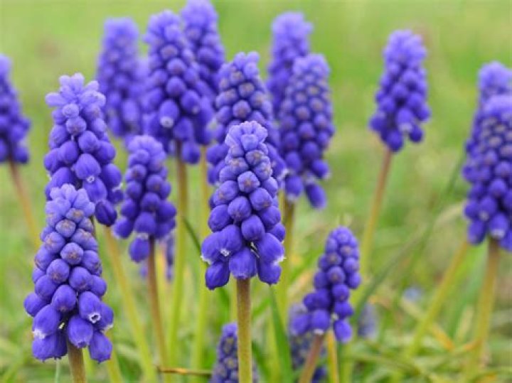 What are the purple flowers that look like grapes?