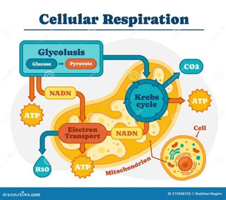 What are the reactants of the Krebs cycle in cellular respiration?