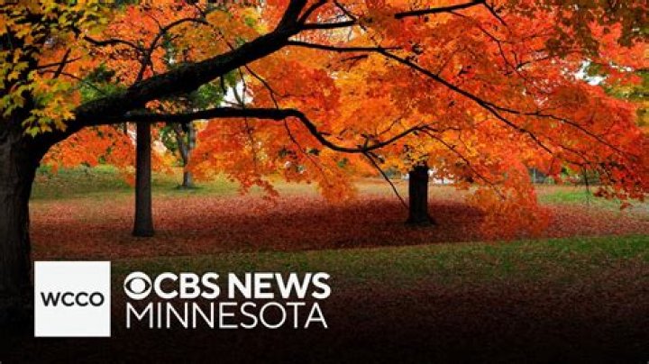 What are the things that fall off trees?