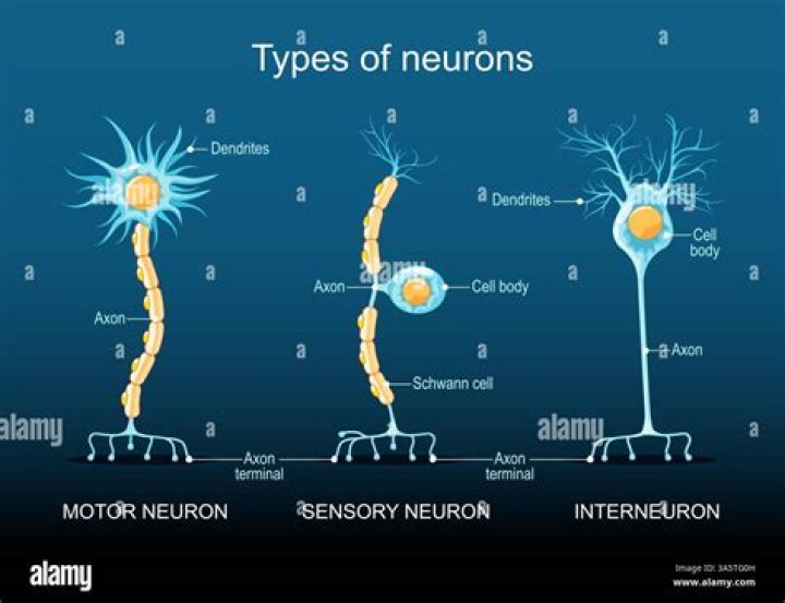What are the three functional classifications of neurons?