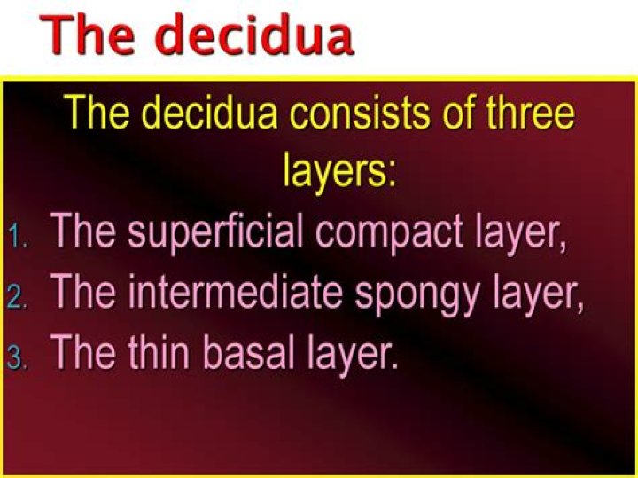 What are the three layers of the decidua?