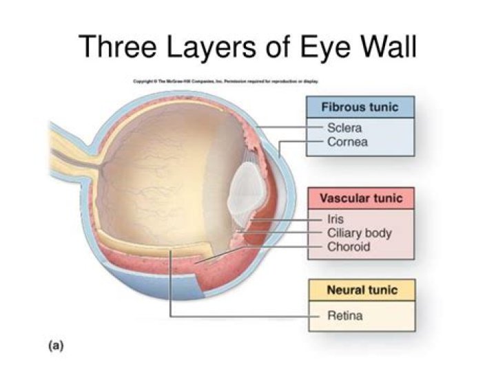 What are the three layers of the neural tunic of the eye wall?