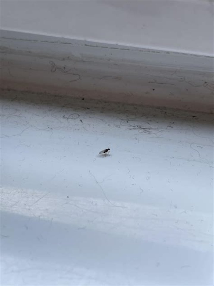What are the tiny GREY bugs on my deck?
