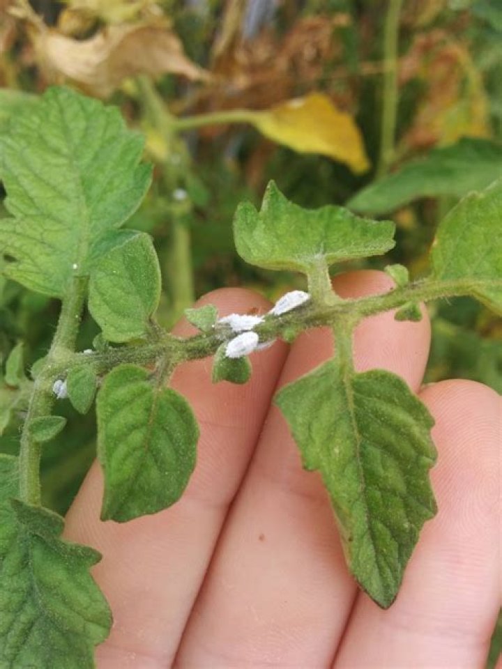 What are the tiny white bugs on tomato plants?