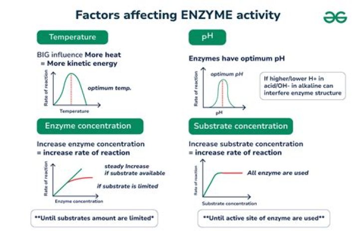 What are the units of enzyme activity?