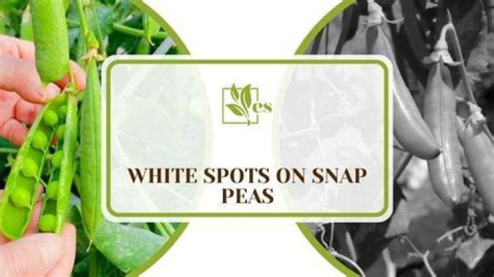 What are the white spots on sugar snap peas?