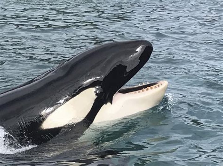 What are whales with teeth called?