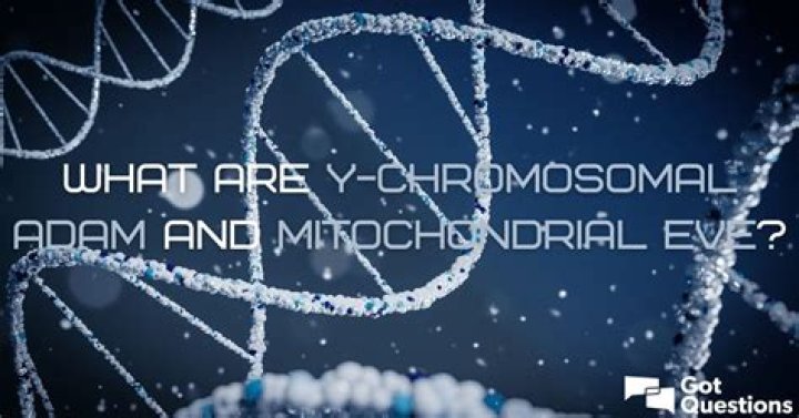 What are Y-Chromosomal Adam and Mitochondrial Eve?