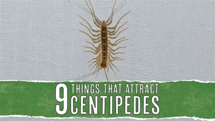 What attracts centipede?