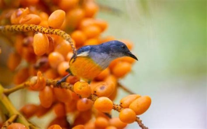 What birds do oranges attract?