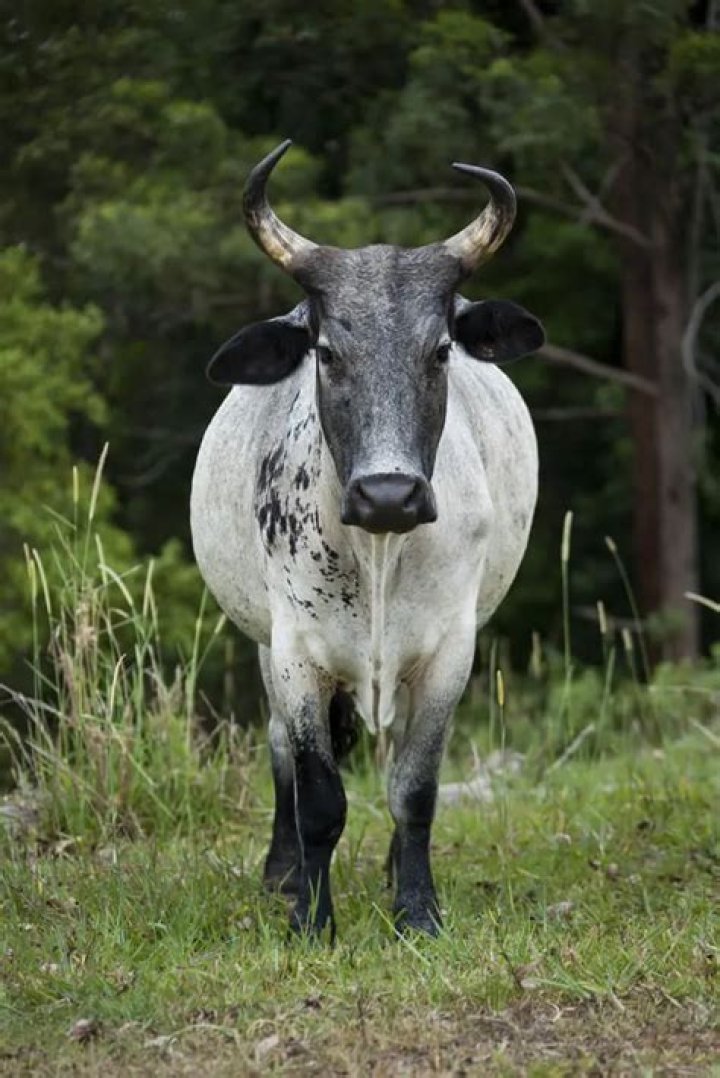 What breed of cattle are white with black ears?