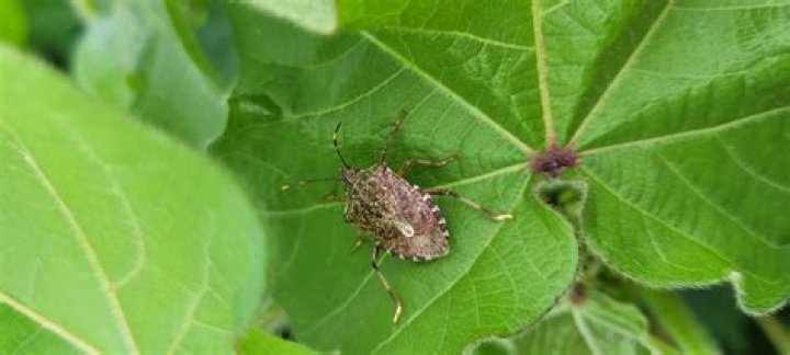 What bug looks like cotton?