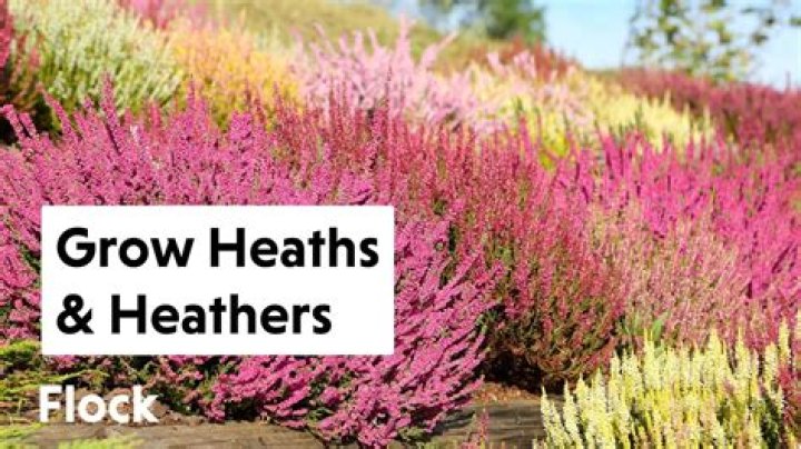 What can I plant with Heather?