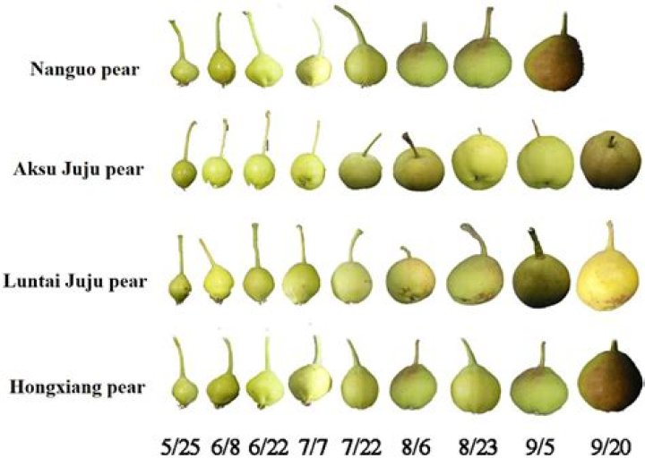 What can I substitute for an Asian pear?